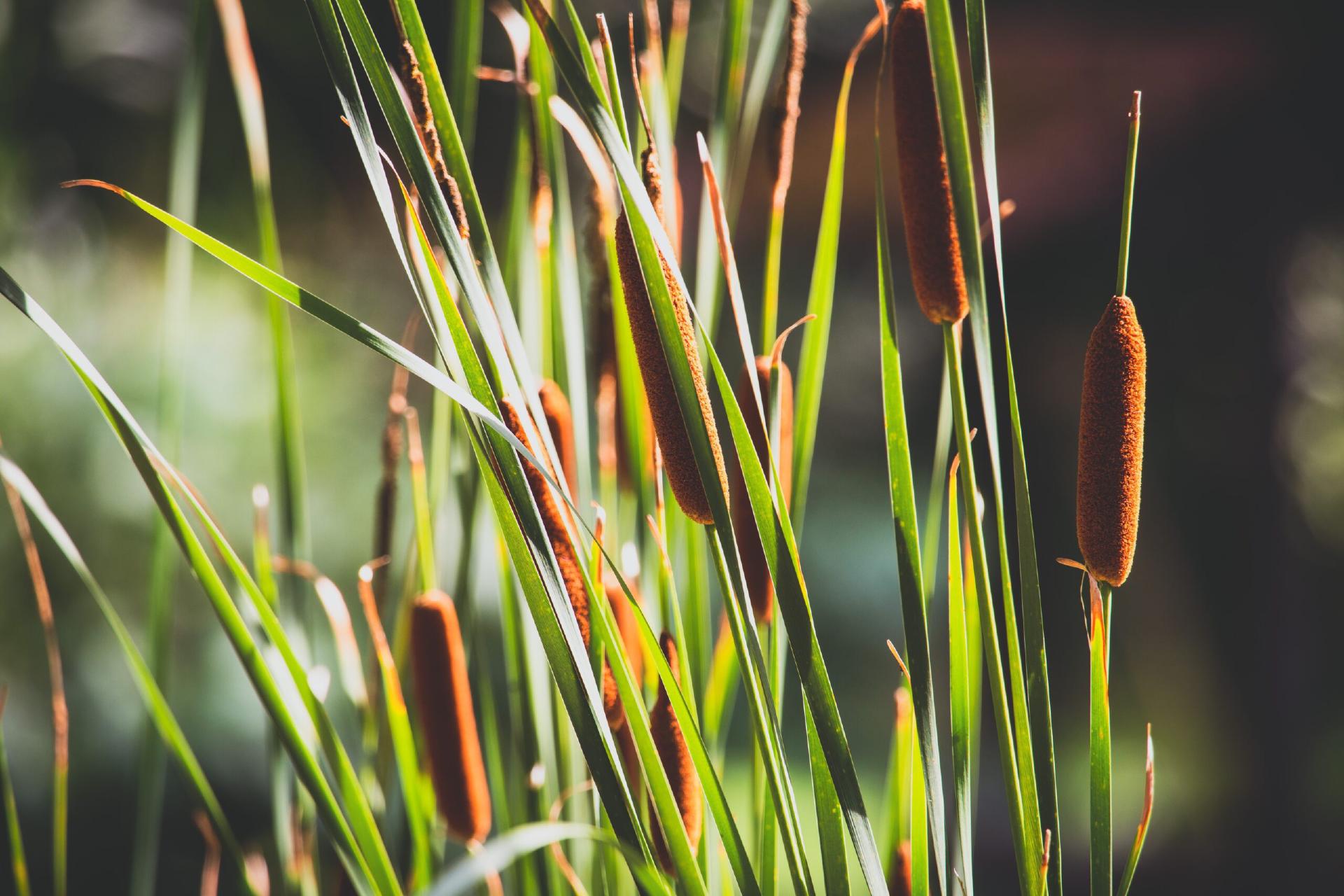 Natte haag langs een sloot met riet en waterplanten